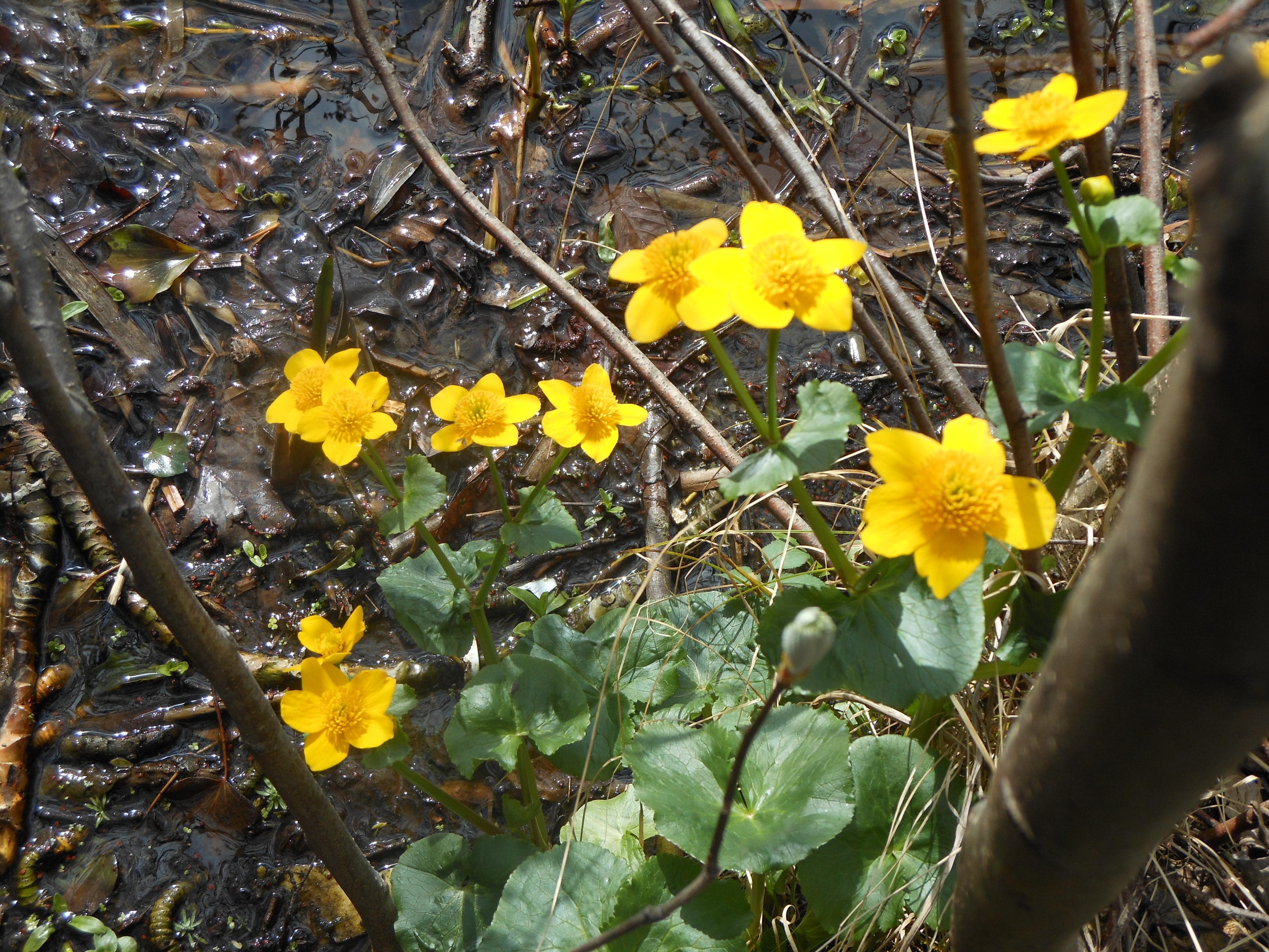 Well Dressings Bakewell